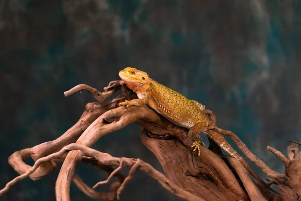 Bearded Dragon Pogona Wooden Branch Closeup Selective Focus — Stock Photo, Image