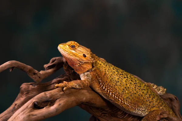 Dragón Barbudo Pogona Rama Madera Primer Plano Con Enfoque Selectivo — Foto de Stock