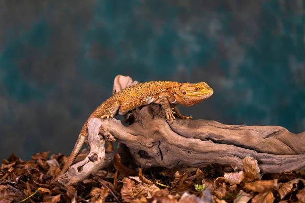 Dragon Barbu Pogona Sur Branche Bois Gros Plan Avec Foyer — Photo