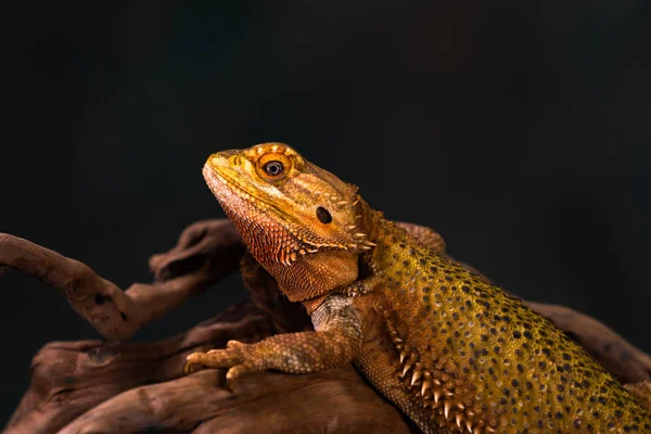 Dragón Barbudo Pogona Rama Madera Primer Plano Con Enfoque Selectivo — Foto de Stock