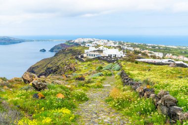 Uzaktaki yabani çiçekler, Ege Denizi ve köy Oia manzarası, Santorini, Yunanistan