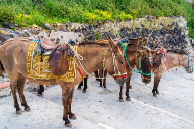 Fira'daki Katırlar, Santorini, Yunanistan