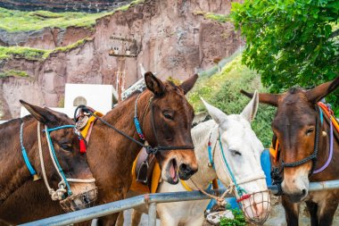 Fira'daki Katırlar, Santorini, Yunanistan