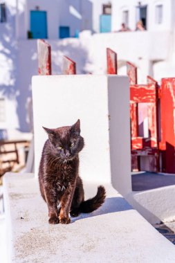 Oia beyaz duvarda oturan siyah bir kedi - seçici odak ile closeup. Santorini, Yunanistan'da sokak kedileri