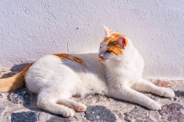 Beyaz bir kedi Oia beyaz duvara karşı rahatlatıcı - seçici odak ile closeup. Santorini, Yunanistan'da sokak kedileri