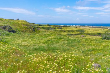Yabani çiçekler ve Ege Denizi ile Oia yakınlarındaki Kırsal Santorini manzara, Yunanistan