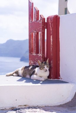 Oia'da beyaz duvarda dinlenen bir tekir kedi. Santorini, Yunanistan'da sokak kedileri