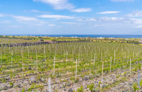 Een Wijngaard Buurt Van Oia Santorini Griekenland — Stockfoto