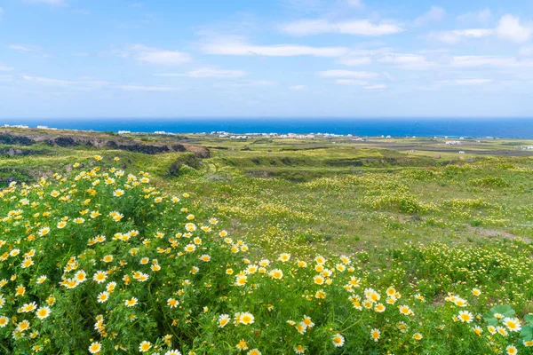 Rural Santorini Landscape Oia Wild Flowers Aegean Sea Greece — Stock Photo, Image