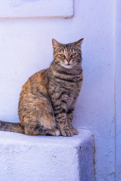 Тэбби Кот Сидящий Белой Стене Бездомные Кошки Санторини Греция — стоковое фото
