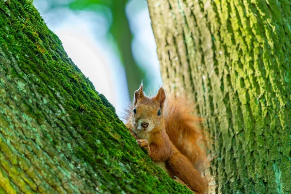 Красная Белка Sciurus Vulgaris Дереве Парке Крупный План Избирательным Фокусом — стоковое фото