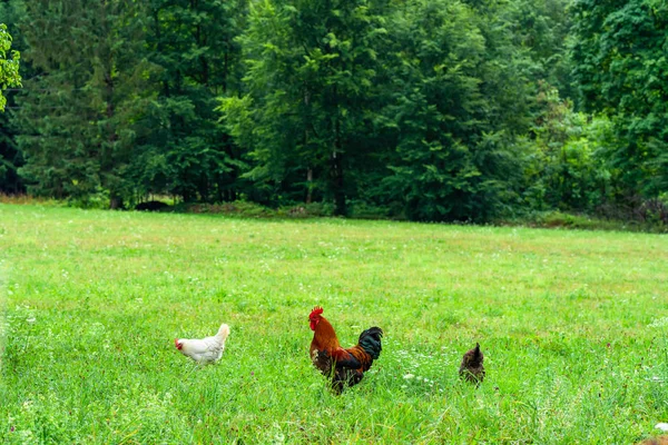 大人の雄鶏 ガルスガルス家畜 と牧草地の鶏 — ストック写真