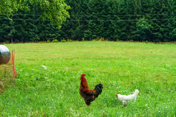 Gallo Pollo Macho Adulto Gallus Gallus Domesticus Una Gallina Prado — Foto de Stock