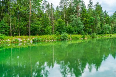 Sudaki ağaçların yansımaları ile bir orman la çevrili küçük bir göl, Avusturya