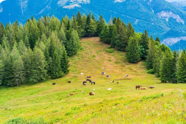 Hästar Och Kor Äng Berget Zwolferhorn Nära Gilgen Salzkammergut Österrike — Stockfoto