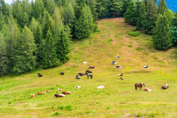 Άλογα Και Αγελάδες Ένα Λιβάδι Στο Βουνό Zwolferhorn Κοντά Στο — Φωτογραφία Αρχείου