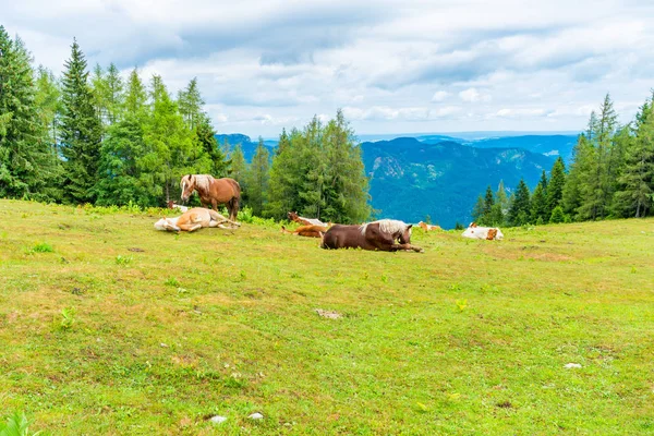 Hästar Och Kor Äng Berget Zwolferhorn Nära Gilgen Salzkammergut Österrike — Stockfoto