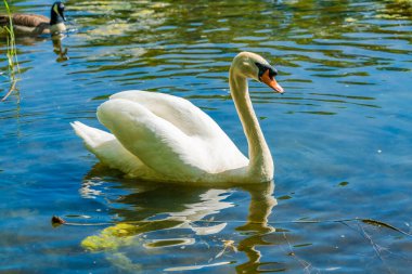 Gölette beyaz (dilsiz) kuğu (Cygnus olor)