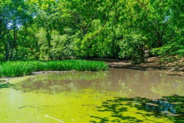 Hampstead Heath Ormanı 'ndaki küçük gölet, Londra İngiltere