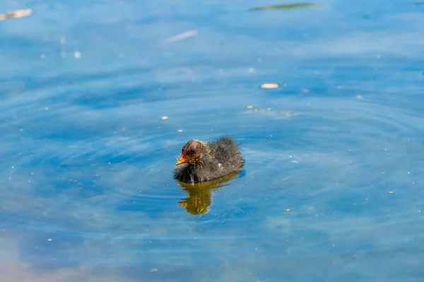 Una Pollita Fulica Nadando Lago — Foto de Stock