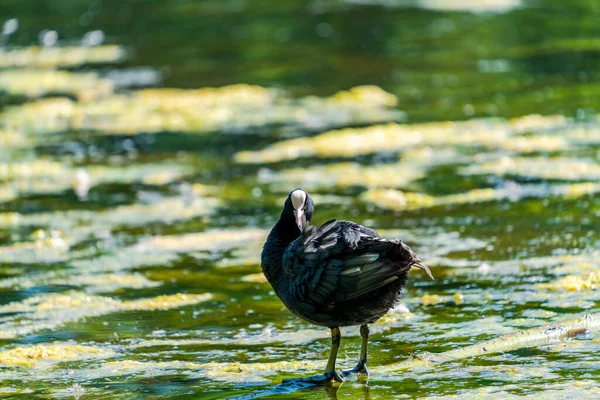 Gölette Bir Yaban Ördeği Fulica — Stok fotoğraf