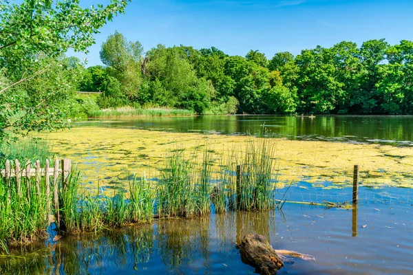 Rybník Parku Hampstead Heath Severozápadním Londýně — Stock fotografie