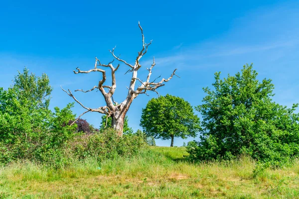 Ett Dött Träd Parliament Hill Hampstead Heath Park London Storbritannien — Stockfoto