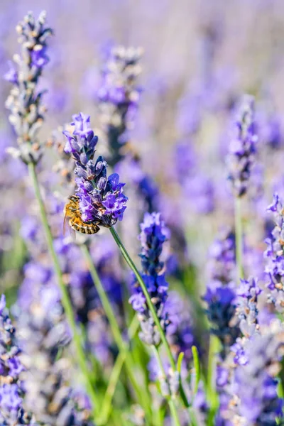 Pszczoła Lawendzie Kwiat Polu Lawendy Zbliżenie Selektywnym Ukierunkowaniem — Zdjęcie stockowe