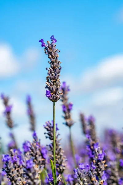 Lavendel Blomma Mot Blå Himmel Närbild Med Selektivt Fokus — Stockfoto