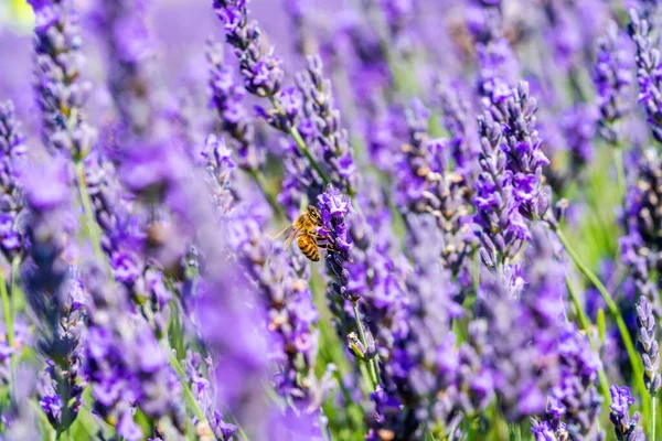 Pszczoła Lawendzie Kwiat Polu Lawendy Zbliżenie Selektywnym Ukierunkowaniem — Zdjęcie stockowe