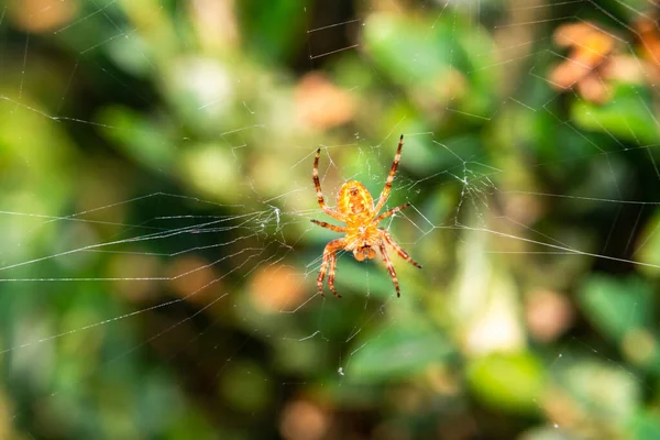 Spider Assis Sur Une Toile Macro Extrême Avec Mise Point — Photo