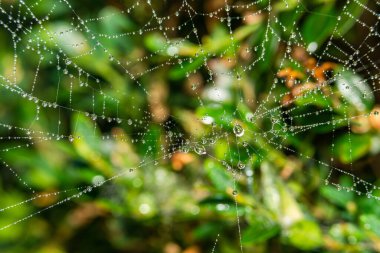 Su damlacıkları ile örümcek ağı - seçici odaklı uç makro