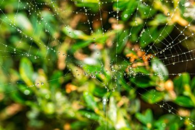 Su damlacıkları ile örümcek ağı - seçici odaklı uç makro