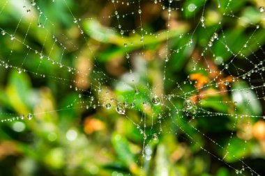 Su damlacıkları ile örümcek ağı - seçici odaklı uç makro