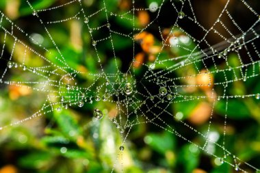 Su damlacıkları ile örümcek ağı - seçici odaklı uç makro