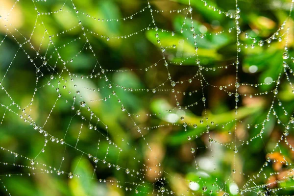 Spider Web Water Droplets Extreme Macro Selective Focus — Stock Photo, Image