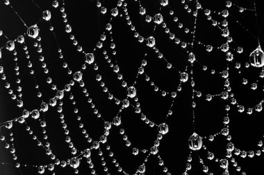 Su damlacıkları ile örümcek ağı - siyah ve beyaz, seçici odaklı aşırı makro