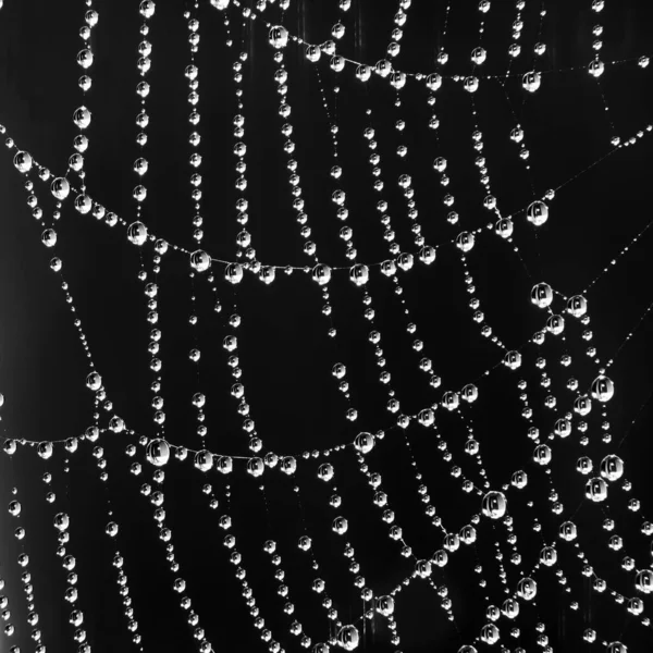 Red Araña Con Gotas Agua Blanco Negro Macro Extrema Con — Foto de Stock