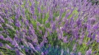 Arılar lavanta tarlasında mor lavanta çiçeklerinden nektar toplarlar. Hafif rüzgar çiçekleri hareket ettiriyor. Yaz manzarası.