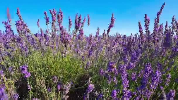蜜蜂在薰衣草地里采摘紫色薰衣草花中的花蜜 轻风飘扬的花朵 夏季风景 — 图库视频影像