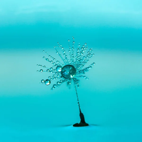 Paardebloem Zaad Bedekt Met Water Druppels Kleurrijke Achtergrond Extreme Macro — Stockfoto