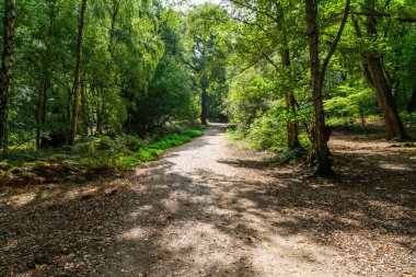 Walking trail through Epping Forest in Essex, England clipart