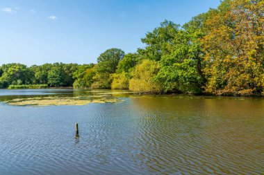 Essex, İngiltere 'deki Epping Ormanı' nda Connaught Su Gölü