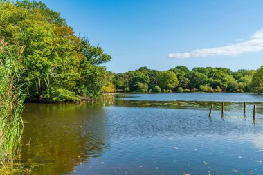 Essex, İngiltere 'deki Epping Ormanı' nda Connaught Su Gölü