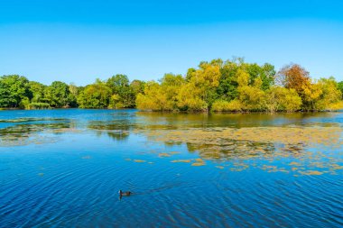 Essex, İngiltere 'deki Epping Ormanı' nda Connaught Su Gölü
