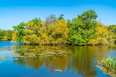 Essex, İngiltere 'deki Epping Ormanı' nda Connaught Su Gölü