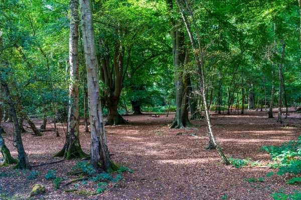 Epping Forest Essex England — Stockfoto