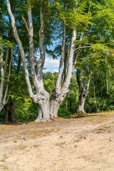 Jätteek Epping Forest Essex England — Stockfoto