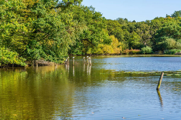Connaught Water lake in Epping Forest in Essex, England