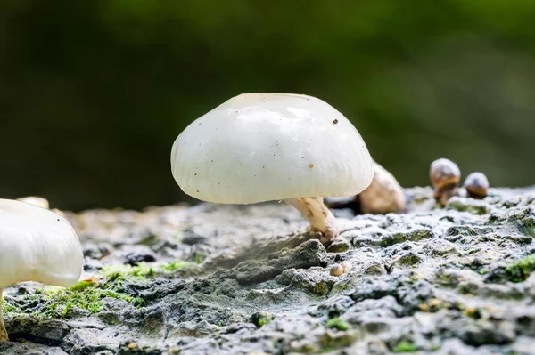 พอร ซเลนฟองก วเซ Oudemansiella บโตบนต ชในป — ภาพถ่ายสต็อก